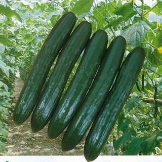 キュウリの種  なるなる  350粒 ( 野菜の種 )