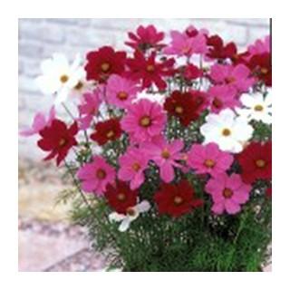 コスモスの種 センセーション 混合 1dl （ 秋桜 ） : 菜園くらぶ Yahoo