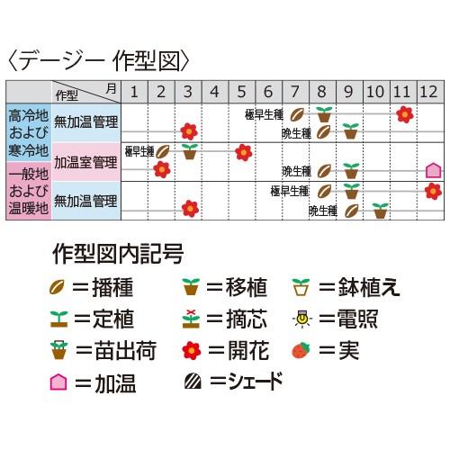 チロリアンデージーの種 ハイジ 実咲小袋 菜園くらぶ Yahoo 店 通販 Yahoo ショッピング
