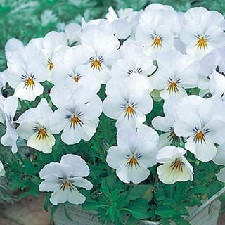 87円 オンライン限定商品 ビオラの種 F1 ビビ クリアホワイト 小袋