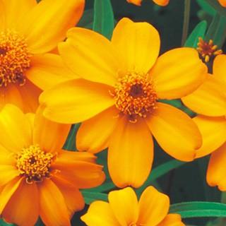 百日草 ジニア の種 プチランド オレンジ 1袋 約100粒