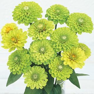 百日草（ジニア）の種 クイーン ライム 1000粒 : 菜園くらぶ Yahoo!店