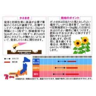 ひまわり 種 ビンセント (2型）オレンジ フィルムコート種子1000粒
