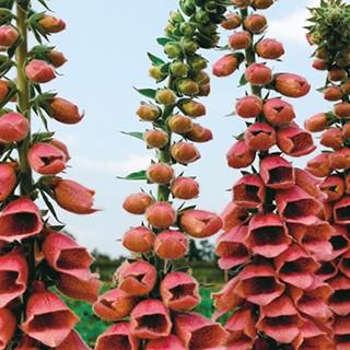 ジキタリス 種 ポルカドットポリー 小袋 ジキタリスの種 菜園くらぶ Yahoo 店 通販 Yahoo ショッピング