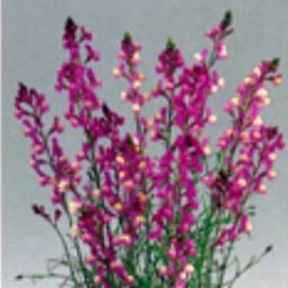 リナリアの種 マゼンタローズ へロン １ｍｌ 1ml 姫金魚草の種 菜園くらぶ Yahoo 店 通販 Yahoo ショッピング