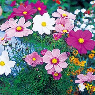 コスモスの種 ソナタ プレミアムミックス 小袋 秋桜 菜園くらぶ Yahoo 店 通販 Yahoo ショッピング