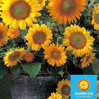 ひまわりの種 F1サンリッチ フレッシュミックス : 菜園くらぶ Yahoo