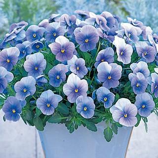 ビオラの種 F1 ビビ クリアライトブルー 小袋 : 菜園くらぶ Yahoo!店