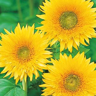 ひまわり 種 モネのひまわり 1000粒 （ ひまわりの種 ） : 菜園くらぶ