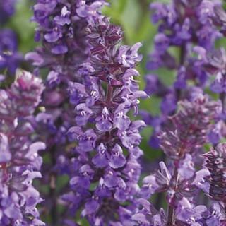 宿根サルビア 種 ニューディメンションブルー 小袋 約30粒 宿根サルビアの種 菜園くらぶ Yahoo 店 通販 Yahoo ショッピング