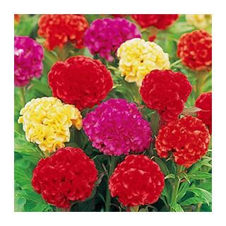 ケイトウの種 久留米けいとう 切り花用 混合 実咲小袋 菜園くらぶ Yahoo 店 通販 Yahoo ショッピング