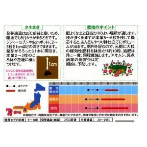 朝顔 種 つばめ朝顔 実咲小袋 朝顔の種 菜園くらぶ Yahoo 店 通販 Yahoo ショッピング