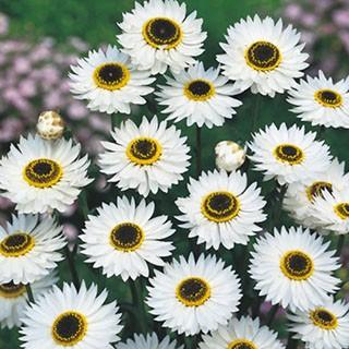 ローダンセ 種 ピエロ 小袋 （ ローダンセの種 ） : 菜園くらぶ Yahoo