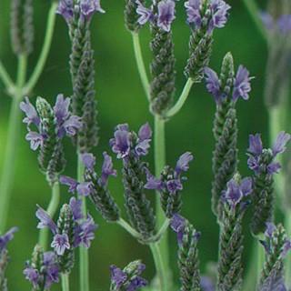 レースラベンダー 種 オリガノ 1000粒 レースラベンダーの種 菜園くらぶ Yahoo 店 通販 Yahoo ショッピング