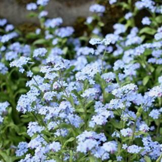 わすれな草 種 ブルームッツ 実咲小袋 （ わすれな草の種 ） : 菜園