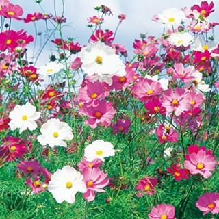 コスモスの種 センセーション混合 1L （ 秋桜 ）