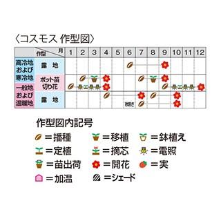 コスモスの種 パレード 特選混合 1L （ 秋桜 ）_1