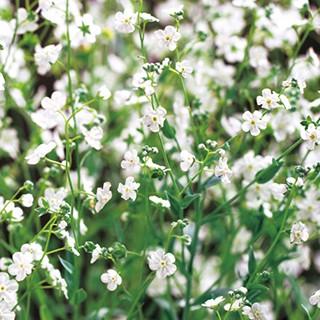 オンファロデスの種 リトルスノーホワイト 小袋 菜園くらぶ Yahoo 店 通販 Yahoo ショッピング