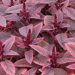 アマランサスの種 ベルベットカーテン 小袋 菜園くらぶ Yahoo 店 通販 Yahoo ショッピング