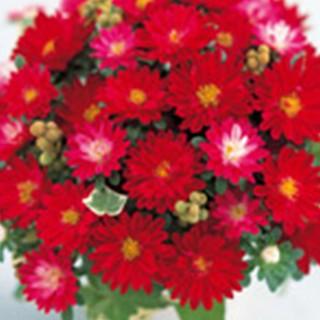 アスターの種 マイクロアスター ステラ レッド 実咲小袋 菜園くらぶ Yahoo 店 通販 Yahoo ショッピング