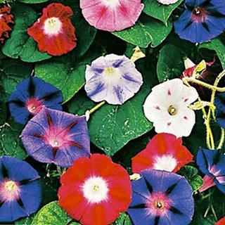 朝顔の種 3種類ミックス 西洋朝顔の種 ミックス 小袋 : 菜園くらぶ Yahoo!店 - 通販 - Yahoo