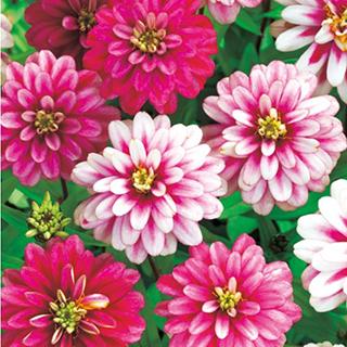 百日草の種 ザハラダブル ラズベリーリップル 小袋 : 菜園くらぶ Yahoo