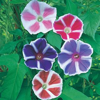 朝顔の種 曜白混合 実咲小袋 : 菜園くらぶ Yahoo!店 - 通販 - Yahoo