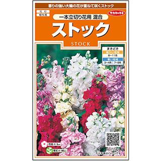 ストックの種 一本立ち切り花用　混合 実咲小袋｜saien-club｜02