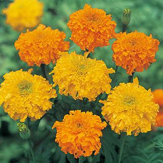 アフリカンマリーゴールドの種 大輪切り花用 混合 実咲小袋 : 菜園