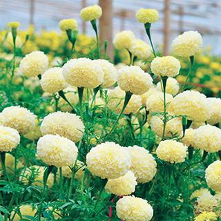 アフリカンマリーゴールドの種 ホワイトスワン 小袋 : 菜園くらぶ