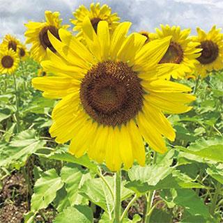 ひまわりの種 緑肥の種 景観用 ヒマワリ クリアスマイル 500g : 菜園