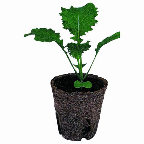 そのまま植えられる鉢 ジフィーポット 丸型 5.5cm 20個入 : 菜園くらぶ