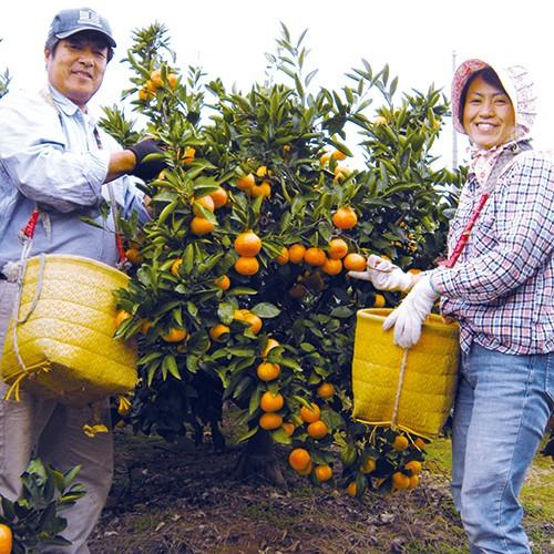 味好みかん やんちゃ 5kg 和歌山県下津町産 : 菜園くらぶ Yahoo 味好みかん やんちゃ 5kg 和歌山県下津町産 : 菜園くらぶ Yahoo