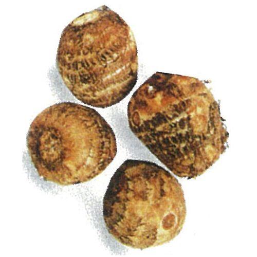 里芋（さといも） 予約 愛知早生 種芋 1kg（15〜20個入り） : 菜園
