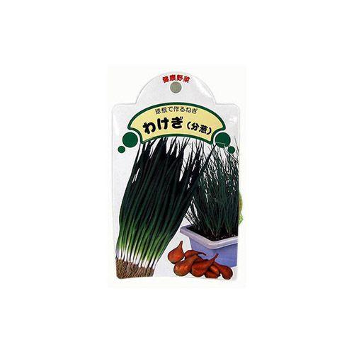 満点の 国産 ネギ ワケギ 球根 葱 分葱 わけぎ 種球 約500ｇ Whitesforracialequity Org
