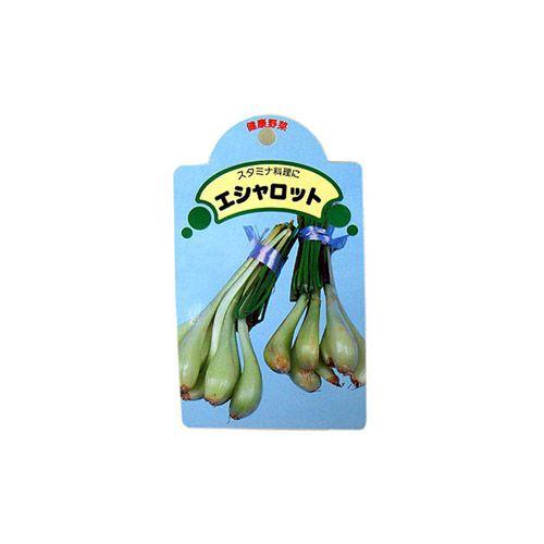 国産 球根 エシャレット（エシャロット） 種球 約200g : 菜園くらぶ