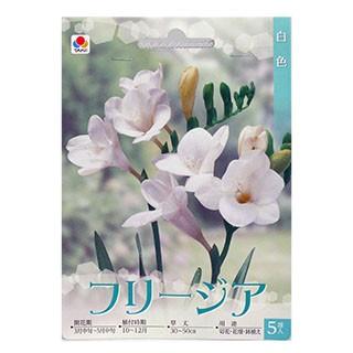 花の球根 フリージア 一重咲 白 5球入り 球根 フリージアの球根 菜園くらぶ Yahoo 店 通販 Yahoo ショッピング