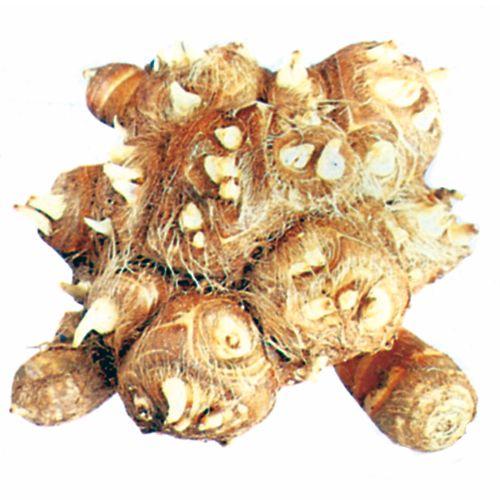 種芋にもどうぞ】里芋20kg 里芋 種芋 石川早生 20kg ※食用可