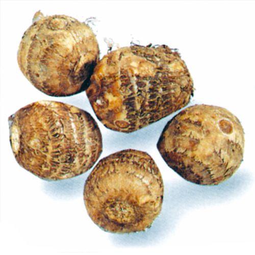 里芋（さといも） 予約 石川早生 種芋 500g（7〜10個入り） : 菜園