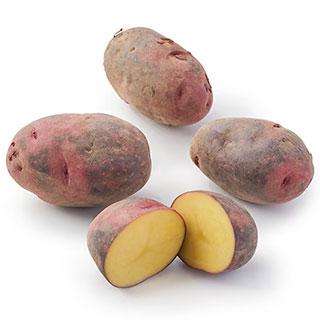 じゃがいも 種芋 グラウンドペチカ （デストロイヤー） 馬鈴薯 種いも