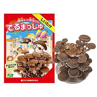 菌床きのこ栽培セット でるまっしゅ しいたけ キノコ 椎茸 栽培 キット