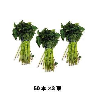 サツマイモの苗 鳴門金時 150本 予約販売 : 菜園くらぶ Yahoo!店