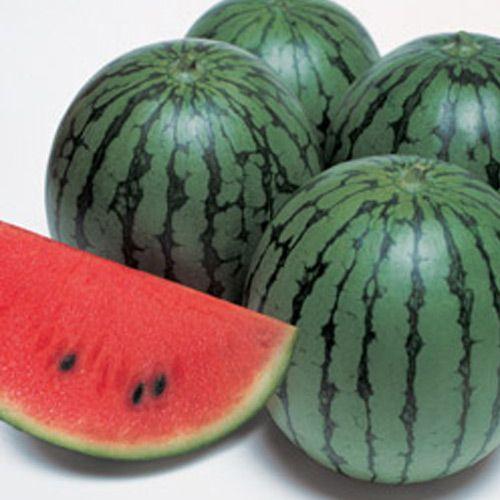 ベランダ プランターでも育てられる 家庭菜園で大玉 小玉スイカを栽培する方法とポイントを徹底解説 農業 ガーデニング 園芸 家庭菜園マガジン Agri Pick