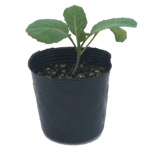 キャベツ 秋野菜苗 プチヴェール 苗 6本セット 予約販売 菜園くらぶ Yahoo 店 通販 Yahoo ショッピング
