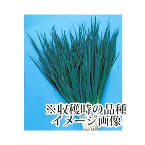 ねぎ苗 野菜苗 九条ネギ 1束（約25〜40本） : 菜園くらぶ Yahoo!店