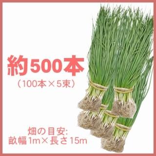 玉ねぎの苗 予約 中晩生 ネオアース 約500本 : 菜園くらぶ Yahoo