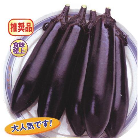 茄子の苗 筑陽 接木苗 4本セット 予約販売 : 菜園くらぶ Yahoo!店