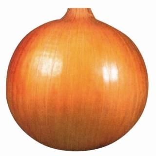 玉ねぎの苗 予約 極早生 アサヒ極早生約50本 : 菜園くらぶ Yahoo!店