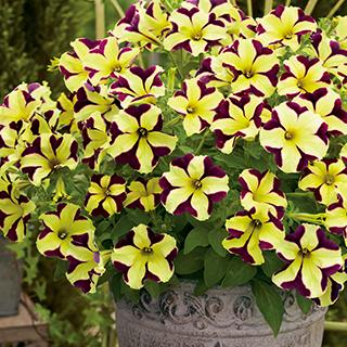 ペチュニアの苗 花苗 流れ星 イエローバイオレット 苗 1本 3号ポット 予約販売 菜園くらぶ Yahoo 店 通販 Yahoo ショッピング