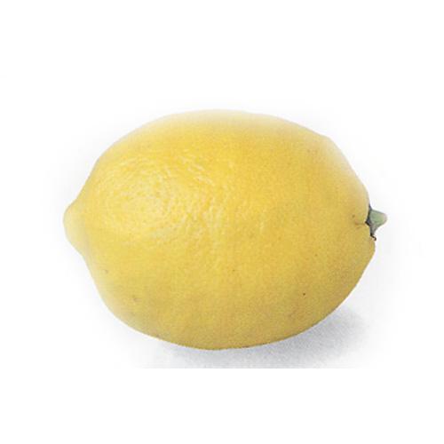 正規品販売 柑橘類の苗 有名な 元祖 1年生苗木 レモン
